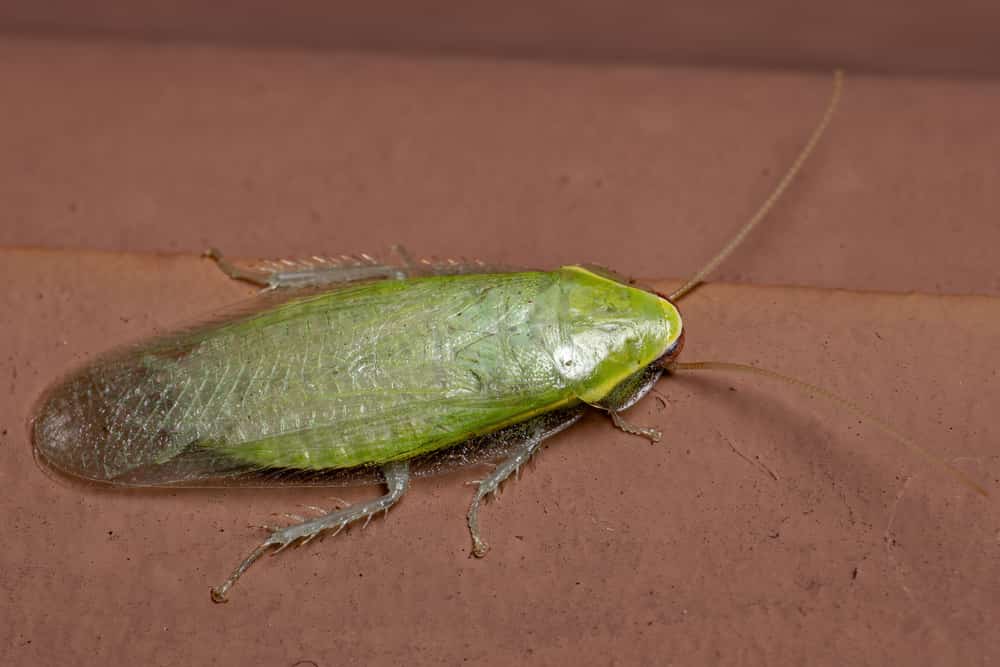 green cockroach