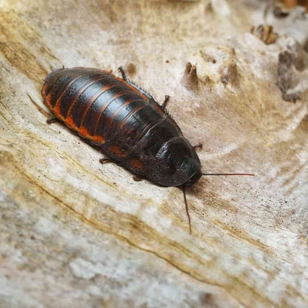 madagascar cockroach