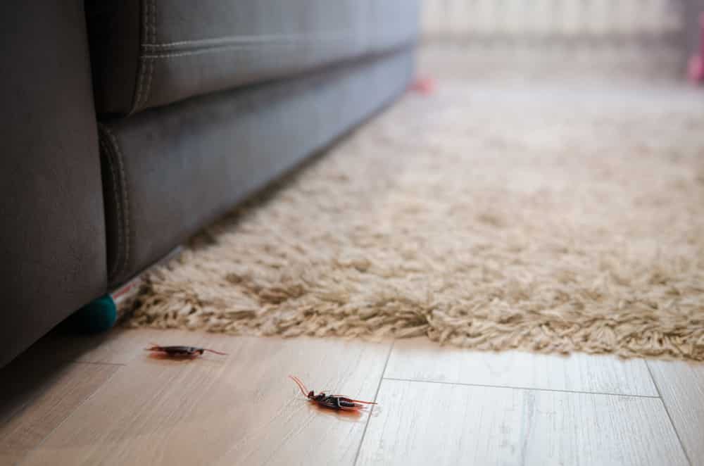 Roaches In Apartment Vent at Roger Harding blog