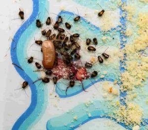 what does a baby cockroach look like