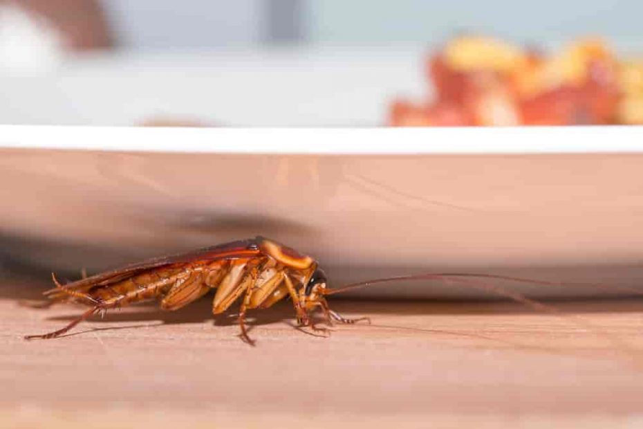 What Causes Roaches in a clean house Babyroaches