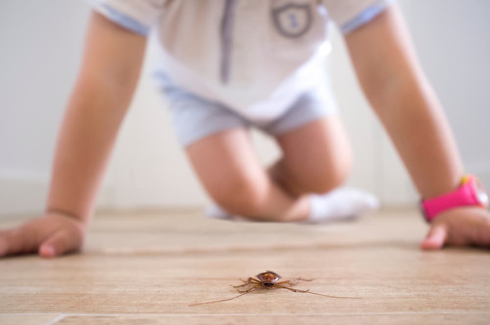 Baby cockroach: Life cycle, Risks ,Pictures and & signs. - Babyroaches
