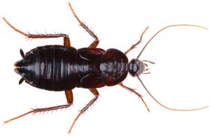 oriental Roach