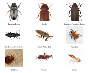 9 Bugs That Look Like Roaches (But Aren’t) – Babyroaches