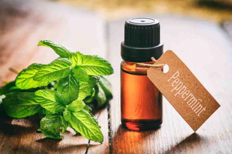 Peppermint Oil for Roaches