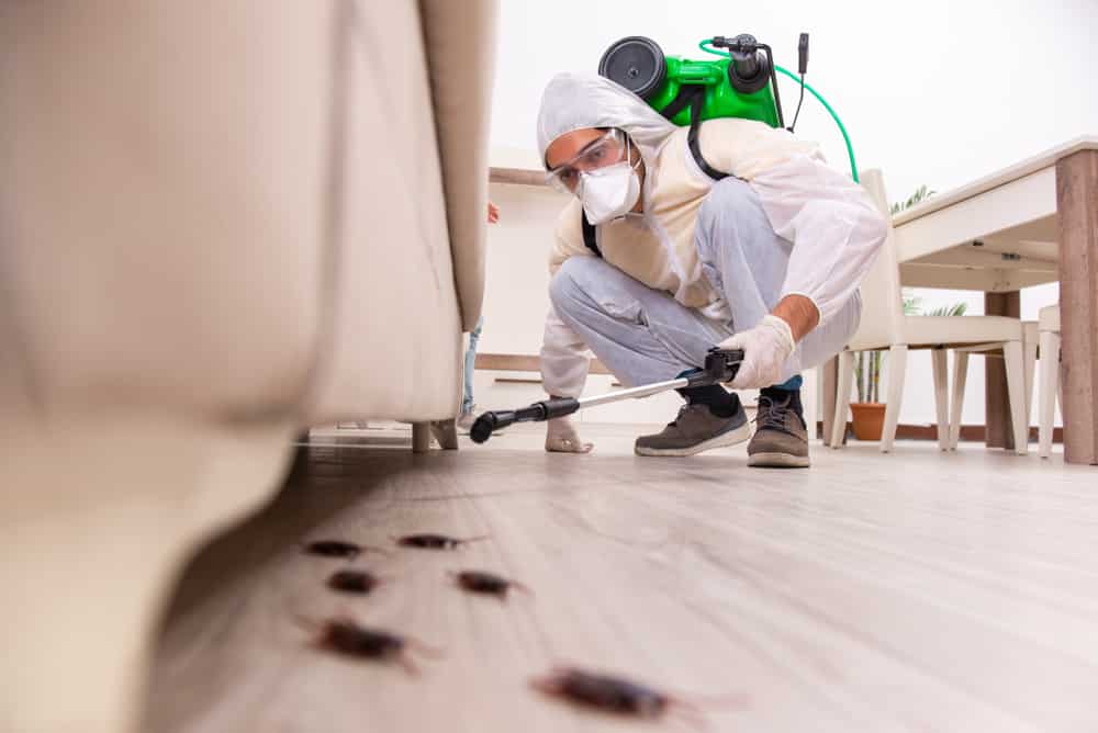 cockroaches in apartment
